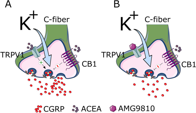 Graphical illustration of the interaction of CB1 and TRPV1 by cannabinoids. A ACEA activates both TRPV1 and CB1 in a native setting, leading to no observed inhibition. B when TRPV1 is inhibited, activation of CB1 leads to an attenuation of the CGRP release