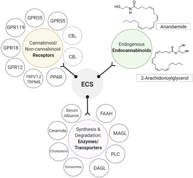 Overview of the components of the endocannabinoid system (ECS) which include endogenous endocannabinoids; Anandamide (AEA) and 2-Arachidonoylglycerol (2-AG), its major receptors classified into cannabinoid receptors 1 and 2, and non-cannabinoid receptors; GPR55, GPR35, GPR119, GPR18, GPR12, ion channels including transient receptor potential cation channel subfamily members; TRPM8, TRPV1, TRPV2, peroxisome-proliferator-activated receptors (PPAR). A third component of the system are its enzymes/transporters responsible for the synthesis and degradation of endocannabinoids including serum albumin, ceramide, cholesterol, diacylglycerol lipase (DAGL), phospholipase C (PLC), monoacylglycerol lipase (MAGL), fatty acid amide hydrolase (FAAH). Created with BioRender.com