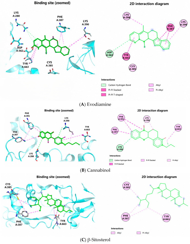 Three-dimensional binding poses and corresponding two-dimensional interaction maps of Evodiamine (A), Cannabinol (B), and β-sitosterol (C) within the ODC active site (PDB ID: 9FSC). All ligands occupy the predicted binding pocket and are primarily stabilized by hydrophobic and π-based interactions, with Evodiamine additionally exhibiting π–π stacking interactions.