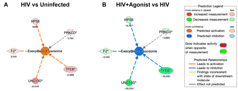 Node of proteins associated with lysosomal exocytosis. (A) Deregulated proteins associated with the function of “Exocytosis of Lysosome” for the HIV vs. Uninfected comparison. (B) Deregulated proteins associated with the function of Exocytosis of Lysosome for the HIV + Agonist vs. HIV comparison. The expression fold change value is shown below each protein’s gene symbol. A solid line indicates a direct interaction, and a dashed line indicates an indirect interaction. An asterisk indicates that multiple identifiers in the dataset file map to a single gene in the Global Molecular Network. Transcription factor EB (TFEB), coagulation factor II (F2), protein unc-13 homolog D (UNC13D), Hermansky–Pudlak syndrome 6 protein (HPS6), and protein kinase C delta (PRKCD). This figure was obtained from IPA.