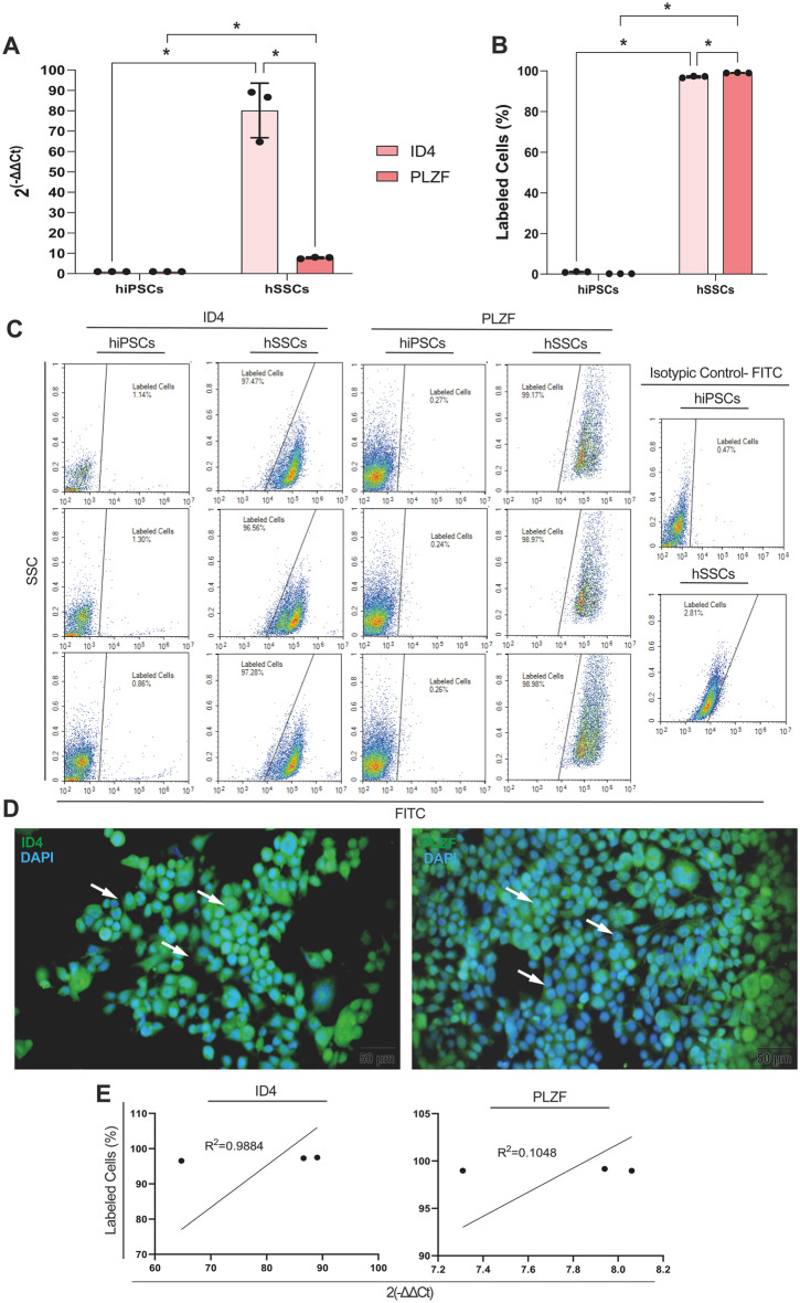 hSSCs are differentiated from hiPSCs. A hSSCs highly express ID4 and PLZF relative to hiPSCs. B,C carries ID4 and PLZF by FCM. D ID4 and PLZF label the cytoplasm by IF. Scale bar is 50 μm. E Positive correlation for ID4 and PLZF expressions by qPCR and immunolabeling by FCM. * p < 0.05