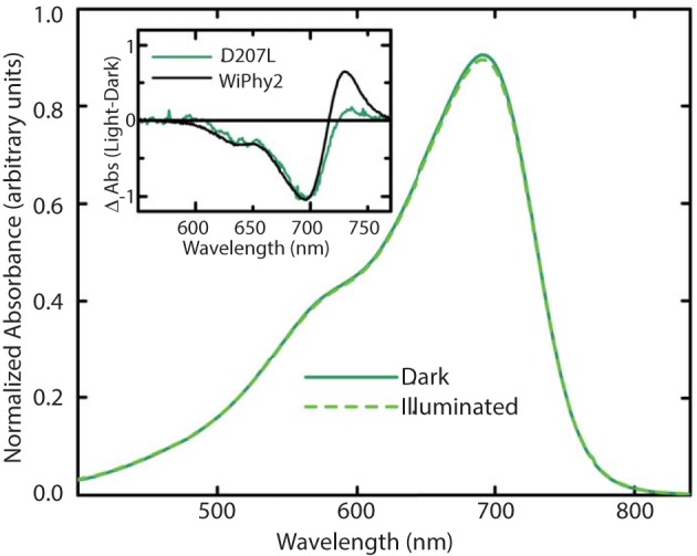Steady-state absorption spectra of purified WiPhy2 measured immediately upon thawing (dark) and after 15 min of 700 nm light illumination (illuminated). Inset shows absorption difference spectra of DrCBDmonD207L and WiPhy2 (red irradiated spectrum has been subtracted from dark spectrum) absorption difference spectra were normalized at 698 nm.