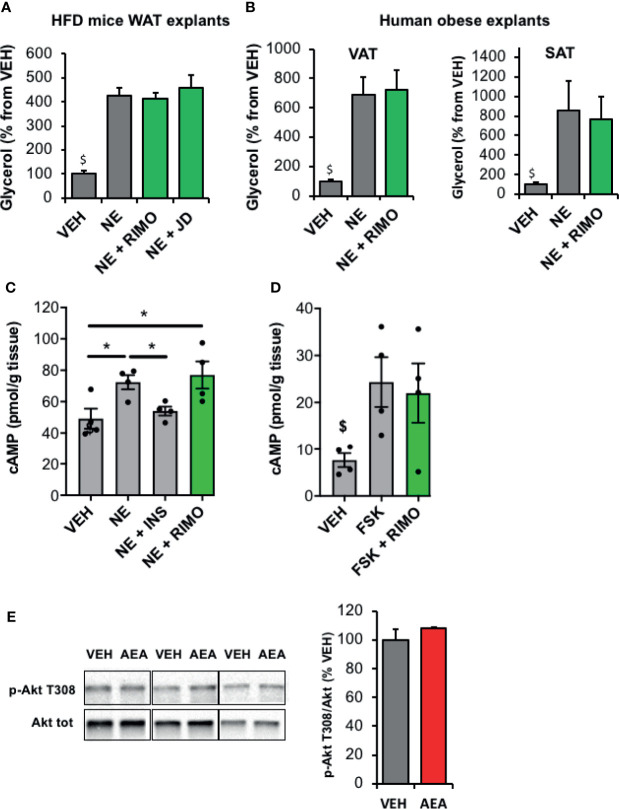 Blockade of WAT CB1R does not modify lipolysis in obese mice and human in vitro. (A) Glycerol production by WAT explants from mice fed with a high fat diet (HFD) and treated 1 hour with vehicle (VEH), Rimonabant (RIMO, 1 µM) or JD5037 (0.3µM) in the presence of norepinephrine (NE, 1 µM). Explants were treated in triplicate and experiments repeated with 3 different HFD mice (n=3/group). $p < 0.001 VEH vs other treatments. (B) Glycerol production by abdominal VAT or SAT explants from obese subjects measured in the medium after 1-hour treatment with VEH or RIMO (1 µM) in the presence of NE (1 µM). Explants were treated in triplicate and experiments repeated with tissue from 6 different obese subjects (n=6/group). $p < 0.001 VEH vs other treatments. (C) Intracellular cAMP content measured in WAT explants from HFD mice treated 1 hour with VEH, insulin (INS, 1 nM) or RIMO (1 µM) in the presence of NE (1 µM); n=4/group. (D) Intracellular cAMP content measured in WAT explants from HFD mice treated 15 min with VEH, forskolin (FSK, 10 µM) or FSK + RIMO (1 µM); n=5/group. $p < 0.001 VEH vs other treatments. (E) Representative immunoblots and densitometry analyses of the phosphorylation level of Akt (T308) in WAT explants collected from HFD mice and treated 20 min with VEH or AEA (5 µM); n=3/group. Results are expressed as mean ± SEM. *p < 0.05.