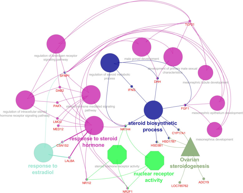 Downregulated steroidogenesis related genes in crossbred testis and their biological process (Elliptical), molecular functions (octagonal) and pathway (triangle)