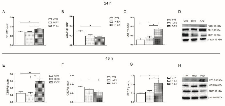 Western blotting analysis of CB1R, CB2R, and FZD7 proteins in control HepaRG cells (CTR), HepaRG cells treated with plasma-derived exosomes from healthy subjects (H-EX), and HepaRG cells treated with plasma-derived exosomes from NAFLD patients (P-EX) after 24 (Panel A–C) and 48 h (Panel E–G). (Panel D,H) show representative blots evaluated in control HepaRG cells (CTR), H-EX, and P-EX groups, after 24 and 48 h, respectively. All data represent the results of three different experiments (mean ± SD). p-value was determined by ANOVA and Tukey’s Multiple Comparison Test. * p < 0.05, and ** p < 0.001.
