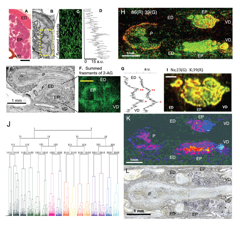 (A) An epididymis section stained with hematoxylin-eosin (8 µm thick). (B) An optical image taken from a neighboring section in the same epididymis shown in (A). (C) The image of 2-AGaddctSum acquired in the same section shown in (B). The ion image was taken from the area enclosed by the yellow box. (D) A plot for the average signal intensity calculated in individual pixel rows in 2-AGaddctSum shown in (C). The plot exhibited that the signal was 15 times stronger in arbitrary units in the bottom pixel row (near VD close to the head) than in the top pixel row (near ED close to the tail), suggesting a gradual decrease in 2-AG signals from the head to the tail. (E) An optical image of an epididymis section. (F) The image of 2-AGfragSum acquired in the same section in (E). (G) A plot for the average signal intensity in individual rows in 2-AGfragSum. The peak intensity was higher in the head (one asterisk) than the tail (two asterisks) of the epididymis. (H) Image for m/z 86. (I) Distribution of Na (m/z 23) and K (m/z 39) were color-coded in the epididymis. Na (green) was higher in the head of the epididymis, whereas K (red) was higher in the tail of the epididymis. (J) Individual segments (defined in the text) were organized into hierarchical clusters (dendrogram) based on the similarity in the peak profile of the mass spectrum. Segments were categorized into 16 groups at the fourth branching point in the dendrogram. Each cluster is marked by a different color. (K) The STCM image was colored according to the color code in the dendrogram in (J). (L) The optical microscope image that corresponds to the MS image shown in (H,K). EP: epididymis; ED: ejaculatory duct; P: penis; VD: vas deference. Calibrations: 300 µm (A,F,I).