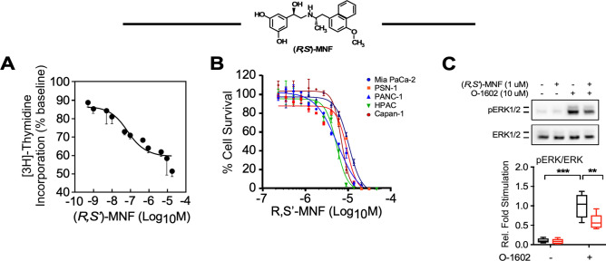 (R,S′)-MNF inhibits proliferation of PDAC cell lines. (A) (R,S′)-MNF (structure depicted) treatment reduces PANC-1 cell proliferation. [3H]-Thymidine incorporation into PANC-1 cells was assessed after incubation with increasing concentrations of (R,S′)-MNF for 24 h. Data are expressed as mean ± SD from 3 independent experiments. The calculated IC50 value was 0.11 ± 0.08 µM. (B) PDAC cell lines were exposed to (R,S′)-MNF for 72 h. Next, the viability of the cells was assessed using the Sulforhodamine B (SRB) assay. (R,S′)-MNF inhibited the survival of the MIA PaCa-2, PSN-1, PANC-1, HPAC, and Capan-1 cells with the IC50 of 5.2, 8.3, 9.6, 5.0, and 6.8 µM, respectively. (C) Upper panel, Immunoblot showing levels of phosphoactive and total forms of ERK after a 20-min pretreatment of serum-depleted PANC-1 cells with or without 1 µM (R,S′)-MNF followed by short term incubation with the GPR55 agonist O-1602 (10 µM, 20 min). Lower panel, Protein bands were quantified by densitometry, and the ratio of phosphorylated/total forms of ERK1/2 was calculated and plotted relative to O-1602-treated cells. Values are represented as boxplots with n = 6. Data analysis: one-way ANOVA followed by Tukey’s post-hoc test; **, ***P < 0.01, 0.001 vs. control or vs. marked treatments. All graphs were generated with GraphPad Prism v.8.4.3 (GraphPad Software, Inc., La Jolla, CA).