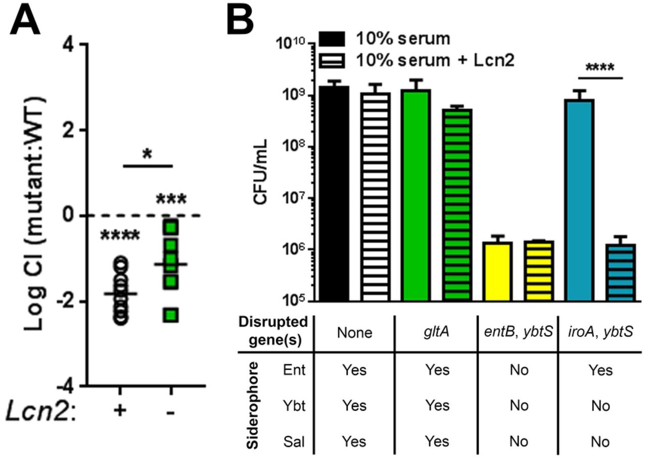 The Kp citrate synthase, gltA, interacts indirectly with Lcn2 during lung infection.(A) A Lambda Red recombinase mutant of gltA (VK055_1802) was constructed and used to validate InSeq findings. C57BL/6J mice or isogenic Lcn2-/- mice were retropharyngeally inoculated with approximately 1×106 CFU of a 1:1 mix of WT KPPR1 and KPPR1ΔgltA. Lung bacterial burden was measured after 24 hours, and log competitive index of the mutant strain compared to the WT strain was calculated for each mouse strain (n = 10, mean displayed, *P < 0.05, ***P < 0.0005, ****P < 0.00005, one-sample t test or Student’s t test). (B) WT KPPR1 and various isogenic mutants were grown in RPMI + 10% (v/v) heat-inactivated resting human serum ± purified recombinant human Lcn2 overnight, then total CFU was enumerated by dilution plating on selective media (n = 3-4, mean displayed ± SEM, ****P < 0.00005, Student’s t test).
