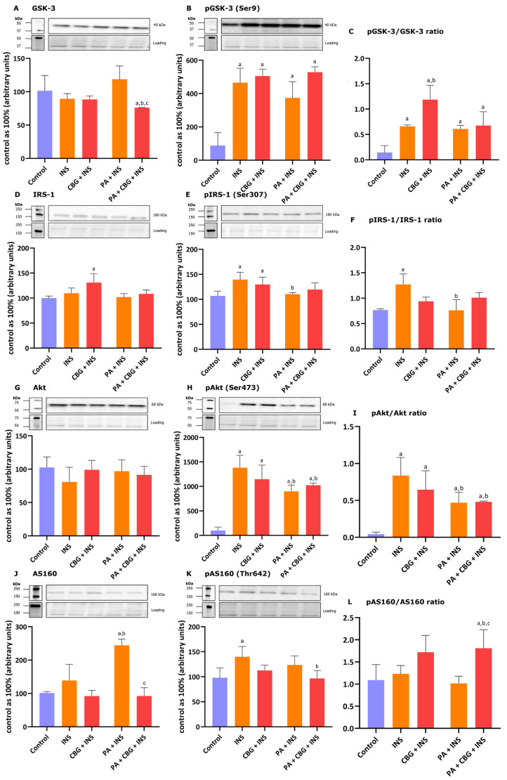 The levels of proteins involved in insulin singling pathway, including glycogen synthase kinase 3—GSK-3 (A), phosphorylated glycogen synthase kinase 3—pGSK3 (Ser9) (B), insulin receptor substrate 1—IRS-1 (D), phosphorylated insulin receptor substrate 1—pIRS1(Ser307) (E), protein kinase B—Akt (G), phosphorylated protein kinase B—pAkt (Ser473) (H), Akt substrate of 160 kDa—AS160 (J), and phosphorylated Akt substrate of 160 kDa—pAS160 (Thr642) (K) as well as pGSK-3/GSK-3 (C), pIRS-1/IRS-1 (F), pAkt/Akt (I), and pAS160/AS160 (L) ratios in H9c2 cardiomyocytes after 18 h incubation with palmitate (PA; 300 μM) and/or cannabigerol (CBG; 10 μM) and 10 min incubation with insulin (INS; 100 nM). The levels of the abovementioned proteins are presented as percentage differences compared to the control group which was set as 100%. The data are expressed as mean values ± SD and are based on four independent determinations in each group; a p < 0.05 indicates a significant difference: the control group in comparison to the examined group; b p < 0.05 indicates a significant difference: the INS group in comparison to the examined group; and c p < 0.05 indicates a significant difference: the PA group in comparison to the PA + CBG + INS group.