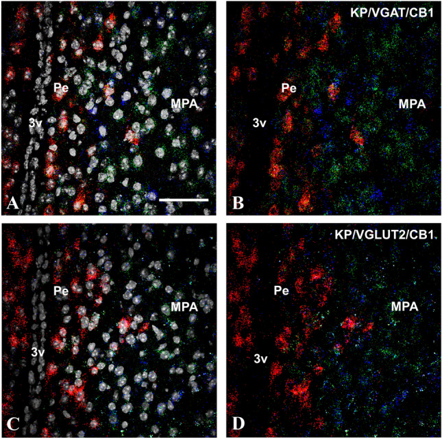Kisspeptin (KP, red), type 1 cannabinoid receptor (CB1, blue) and vesicular GABA (VGAT, green) or glutamate transporter (VGLUT2, green) transcripts detected by the RNAscope in situ hybridization technique in the preoptic area of OVX + EB mice. DAPI counterstaining (grey–white spots) demonstrates the cell nuclei and supports the area and cell-specific identification of the different transcripts (A and C). The KP mRNA signal is predominantly present in the periventricular region of the preoptic area, whereas the other transcripts appear also abundantly in the medial preoptic area (B and D). Scale bar 50 µm