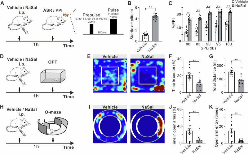 NaSal treatment induces hyperacusis and anxiety-like behaviors.A Timeline of drug treatment and PPI test and schematic diagram of acoustic stimuli patterns in ASR/PPI experiments. B Startle amplitude to acoustic stimuli at 120 dB. C %PPI with different volumes of prepulse from 80 to 100 dB. D Timeline of drug treatment and OFT. E Representative occupancy heatmap showing spatial location of vehicle and NaSal mice in the OFT. White rectangle marks the central area. F Time spent in the center of the arena. G Total traveled distance in the OFT. H Timeline of drug treatment and O-maze test. I Representative occupancy heatmap in the O-maze. Thick white ring parts and thin gray ring parts represent closed and open arms, respectively. J Time spent in open arms in the O-maze. K Number of entries into open arms in the O-maze.