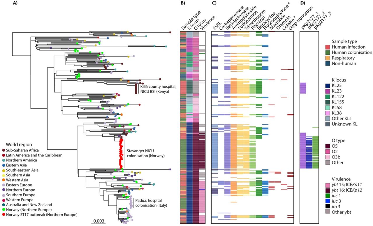 Global phylogeny of 300 Klebsiella pneumoniae ST17 genomes.A) Maximum likelihood tree with tips coloured by world region of collection. Additionally, the Stavanger NICU outbreak genomes are coloured red and other genomes from Norway green. The three clonal expansions that were observed in ST17 are labelled. B) Sample type and loci as indicated in the column names. The most prevalent loci are indicated in the inset legend. C) Presence (colour) or absence (white) of genes encoding resistance to the listed antimicrobial resistance (AMR) drug classes (blocks are coloured by drug class). Lighter colour in the ESBL column indicates blaCTX-M-15. D) Presence (colour) or absence (white) of the Kp2177 plasmids. Several plasmid replicon markers were present across ST17, these are shown in Figure S4. More details about the metadata and genotypes are available for interactive viewing at https://microreact.org/project/kpst17. * Acquired genes and mutations.