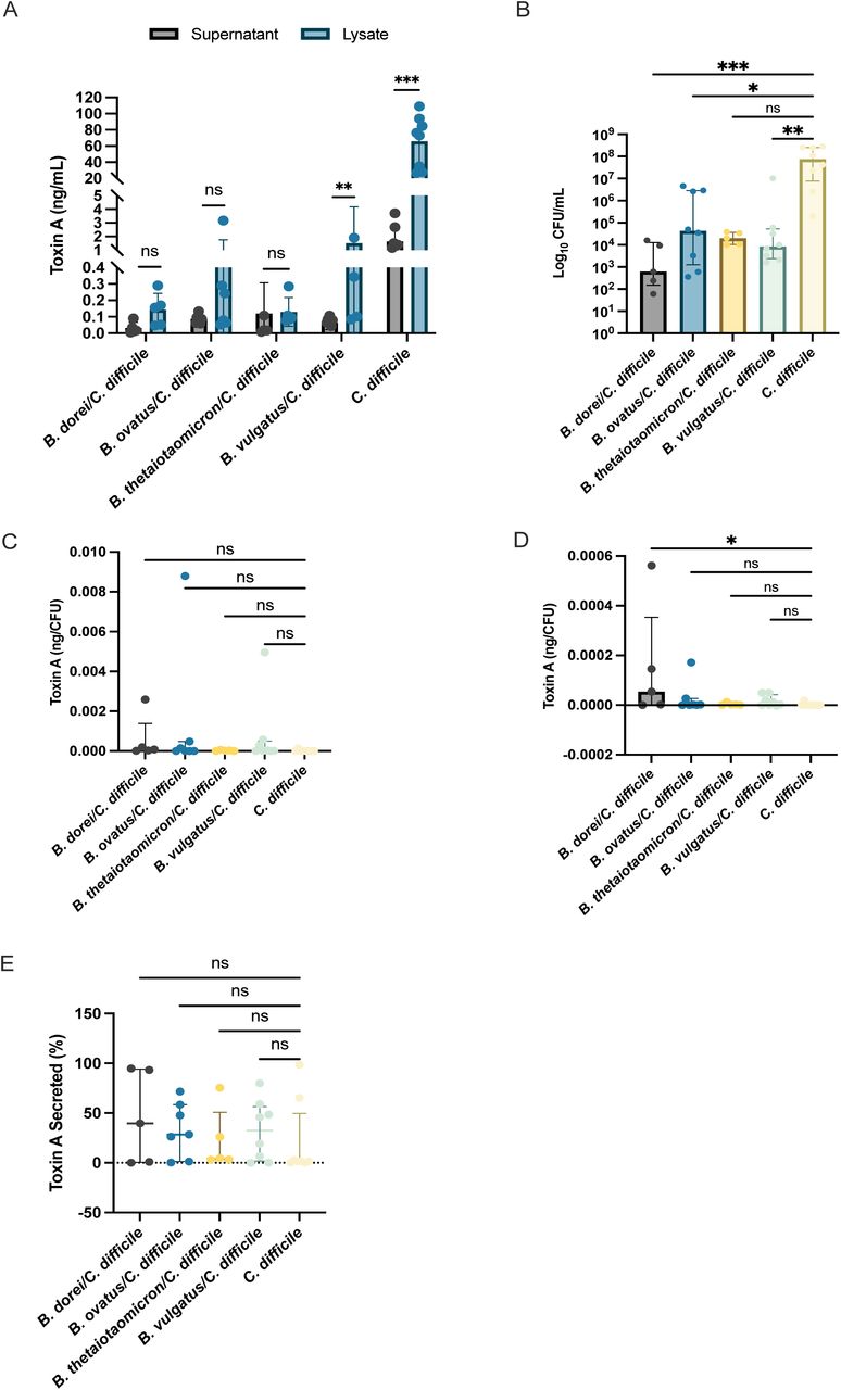 C. difficile toxin secretion is not affected by Bacteroides in biofilms.>A) Quantification of toxin A in supernatants and lysates from monoculture and coculture biofilm cultured for 24 h by ELISA. Data represents the mean ± SD. Individual Wilcoxon matched-pairs signed rank tests/paired t-tests were performed to compare toxin A levels between lysate and supernatant. CFU/mL of C. difficile were enumerated in parallel from biofilms used in this experiment (B). A Kruskal-Wallis test was performed with Dunn’s correction. Normalised toxin A levels from lysates (C) and supernatant samples (D), normalised to the CFU of C. difficile within each respective biofilm (from B). A Kruskal-Wallis test was performed on (C) (P = 0.1488) and (D) (P = 0.0536). A post-hoc Dunn’s test was performed, highlighting a significant difference between the B. dorei/C. difficile and the C. difficile monoculture control in (D) (P = 0.0155). E) Toxin secretion was calculated by dividing the normalised supernatant toxin A concentration by the total amount of normalised toxin A in lysate and supernatant together, multiplied by 100. Kruskal-Wallis with Dunn’s correction was performed: no significant difference was observed. * denote statistical significance: ns P > 0.05, * P < 0.05, ** P < 0.01, *** P < 0.001. Panel B-E represents the median with the interquartile ranges. All data here represents a minimum of 5 biological repeats.