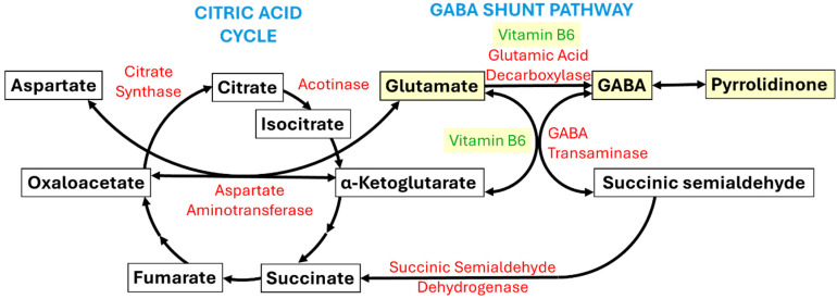 GABA shunt pathway. The gamma-aminobutyric acid (GABA) shunt pathway (right) connects to the citric acid cycle (left). Enzyme names are in red, substrate names are in black, and cofactor (i.e., vitamin B6) names are in green. Note that molecular intermediates that are dysregulated in epilepsy, namely glutamate, GABA, pyrrolidinone, and vitamin B6, are highlighted in yellow. In epilepsy, GABA, pyrrolidodinone, and vitamin B6 levels are low, while glutamate levels are high.