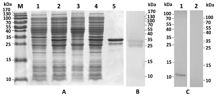 Recombinant PpCBP expression and specificity detection of the antiserum. (A) Prokaryotic expression and enrichment of recombinant PpCBP (rPpCBP); (B) Western blot analysis of enriched rPpCBP. Proteins were separated on 15% SDS-PAGE gel and stained with commassie brilliant R250. Lane M: marker, lane 1: uninduced E. coli BL21 (DE3) cells containing pGEX-4T-3-PpCBP; lane 2: induced BL21 (DE3) cells; lane 3: pellet of the induced bacterial lysate; lane 4: supernatant of the induced BL21 (DE3) cells; lane 5: enriched rPpCBP; (B) Western blot of enriched rPpCBP. The rPpCBP was analyzed by western blot using anti-GST antibody; (C) Detection specificity of the rPpCBP antibody. Total proteins of venom apparatus of P. puparum were separated on 15% SDS-PAGE gel, and analyzed by Western blot using rPpCBP antiserum (Lane 1) and pre-immune rabbit serum (Lane 2).