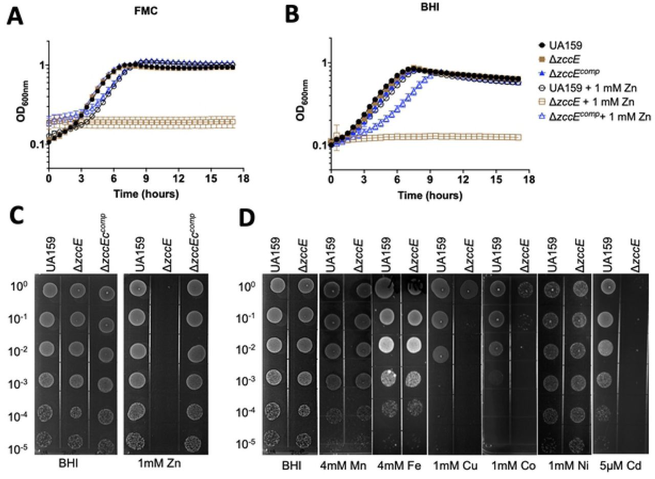 ZccE is a multi-metal exporter responsible for the high Zn tolerance of S. mutans. (A-B) Growth curves of S. mutans UA159, ΔzccE and ΔzccEcomp strains in FMC (A) or BHI (B) with or without 1 mM Zn supplementation. Data shown are average and standard deviation of 3 independent biological replicates. (C) Plate titration (spot test) of S. mutans UA159, ΔzccE and ΔzccEcomp strains on BHI agar with or without 1 mM Zn supplementation. (D) Plate titration of S. mutans UA159 and ΔzccE strains on BHI agar supplemented with 4 mM Mn, 4 mM Fe, 1 mM Cu, 1 mM Ni or 5 μM Cd. (C-D) Images were taken after 24 h incubation at 37°C in 5% CO2 and are representative of at least 3 independent experiments.