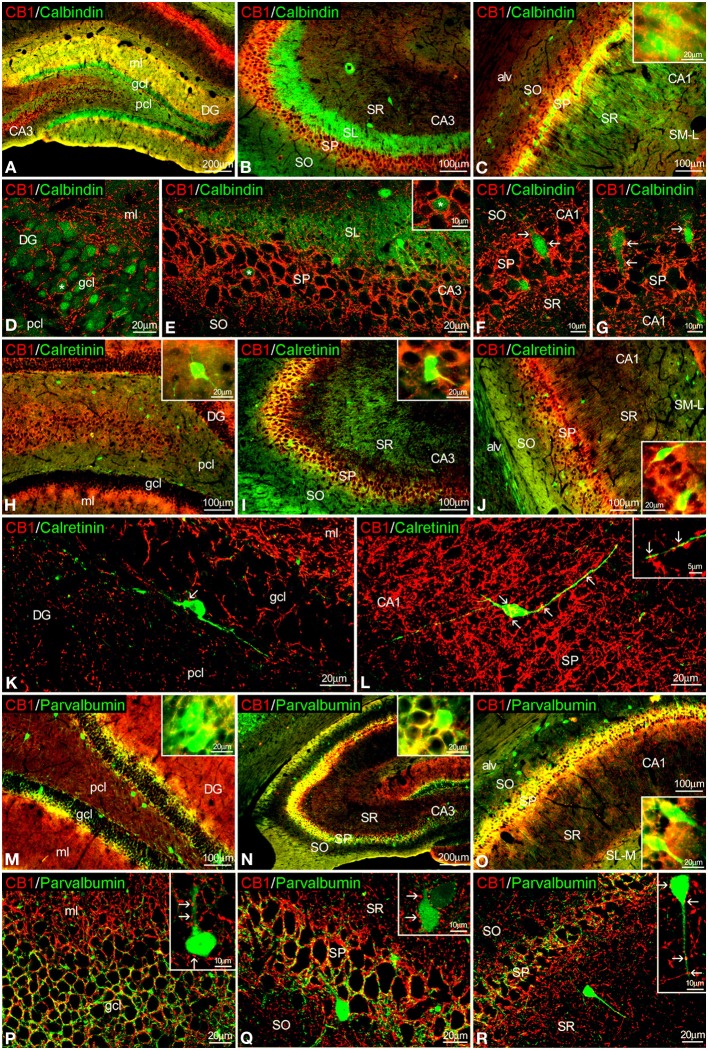 Co-localization of CB1 and calbindin, calretinin, or parvalbumin in the rat hippocampus. Low resolution epifluorescence photomicrographs (A–C,H–J,M–O) and high resolution confocal laser scanning photomicrographs (D–G,J–L,P–R) showing labeling for calbindin, calretinin, or parvalbumin (green) and CB1 (red) in dentate gyrus, CA3, and CA1 areas. Arrows indicate CB1 expression in fiber terminals surrounding cells expressing calbindin, calretinin, and parvalbumin. (L) Image showing the overlap of a Z-serie with a size-depth of 14.1 μm. For abbreviations see Figure 2. Scale bars are indicated in each image.