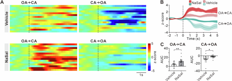 Calcium transients of MD glutamatergic neurons across arm compartments of O-Maze in NaSal-treated mice.A Heatmap of calcium transients between arm compartments in the O-maze apparatus. OA: open arms; CA: closed arms. B Line graph showing average changes in normalized calcium transients between arm compartments. Data are presented as mean ± SE. C Area under the curve (AUC) of normalized calcium transients. Error bars: SEM. *p < 0.05, **p < 0.01, unpaired t-test.