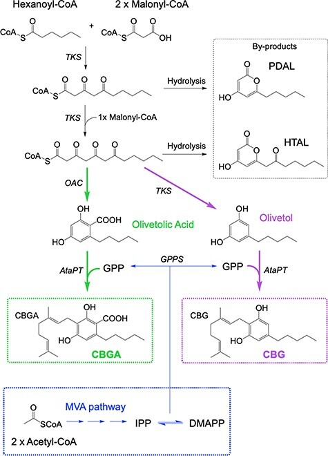 Enzymatic pathways to CBGA and CBG from starting substrates hexanoyl-CoA, malonyl-CoA and GPP. (A) In green is the route to CBGA using TKS, OAC and AtaPT. In purple is the route to CBG using the genes TKS and AtaPT via the ‘by-product’ olivetol. (B) MVA pathway from 2 acetyl-CoA molecules to IPP and DMAPP encoded on the pMVA NR2 plasmid (Supplementary Information Figure S1). Enzymes: GPPS = geranyl diphosphate synthase and OAC = olivetolic acid cyclase. Chemicals: HTAL = hexanoyl triacetic acid lactone and PDAL = pentyl diacetic lactone.