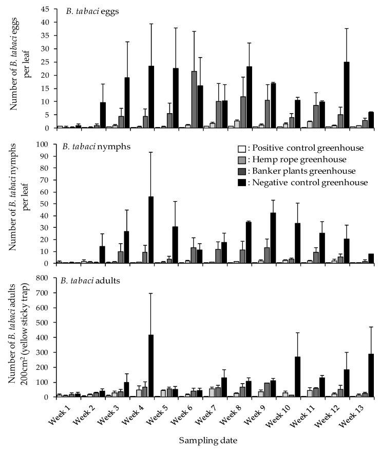 Mean (±SD) number of Bemisia tabaci eggs, nymphs, and adults in the four treatments; positive control greenhouse, hemp rope greenhouse, banker plant greenhouse, and negative control greenhouse.