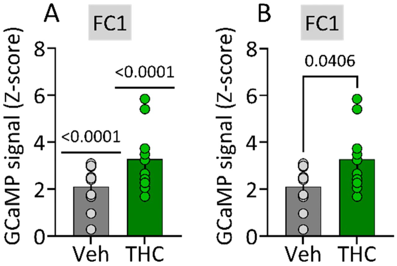 Mean LHb GCaMP8f responses to CS during FC1 pooled across trials 1-10 in Veh and Δ9-THC withdrawn rats. All data are from those shown for each trial in Fig. 1D (bottom panel). A. Results of 1 sample t-test showing a significant increase in GCaMP8f signal z-score to the CS during CS-US pairings. B. Results of unpaired t-test showing a significant increase in GCaMP8f signal in the Δ9-THC withdrawal group (n’s: Veh = 12, Δ9-THC = 7).