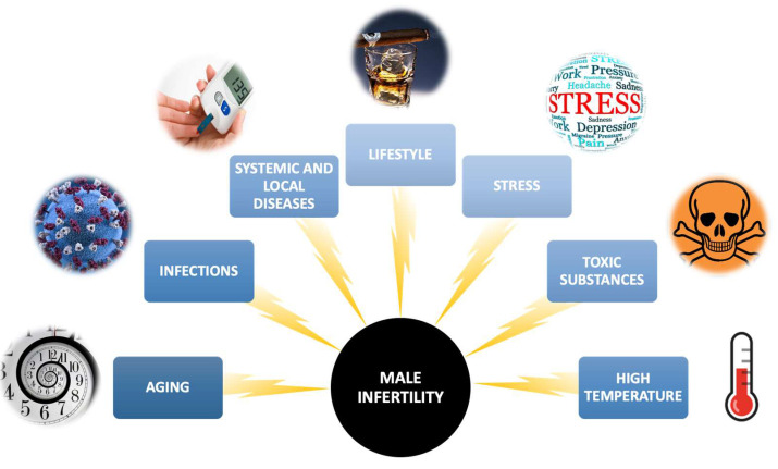 Main factors that increase the likelihood of male infertility.