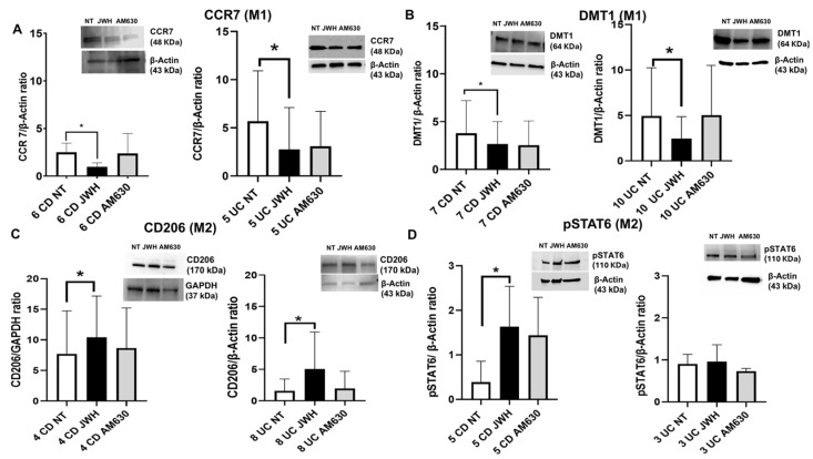 Effects of CB2 modulation on CD and UC macrophage polarization. CCR7 (A), DMT1 (B) CD206 (C), and pSTAT6 (D) protein expressions, determined by Western blot, loading 15 μg of total lysate, in macrophages from Crohn’s disease (CD) and ulcerative colitis (UC) patients after JWH-133 [100 nM] and AM630 [10 µM] treatment for 48 h. The most representative images are displayed. Image Studio Digits software has been used to detect protein bands. The protein bands were detected through Image Studio Digits software and Image Lab Ink software “BIORAD”. Band intensity ratios of immunoblots relative to non-treated (NT) samples were quantified after normalization to respective controls. Histograms display the relative quantification of CCR7, DMT1, CD206, and pSTAT6 expression levels, normalized to the housekeeping proteins GAPDH (C) or β-Actin (A–D), and are presented as mean ± SD from independent experiments on individual samples. Statistical analysis was performed using a t-test. * Indicates p ≤ 0.05 versus NT.