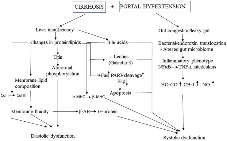Mechanistic pathways of cirrhotic cardiomyopathy MHC, myosin heavy chain: Col, collagen, TNF, tumor necrosis factor, HO, heme oxygenase, Co, carbon mononide; CB, cannabinoid; NO, nitric oxide, β-AR, β-adrenergic receptor, PARP, poly(ADP-ribose) polymerase; FLIP, Fas-associated death domain-like interleukin 1β-converting enzyme inhibitory protein.