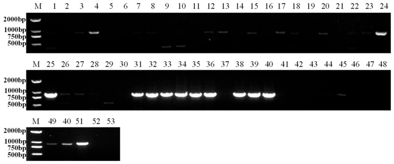 RT-PCR detection of IHCV on industrial hemp seeds of different cultivars. M: DL2000 marker, 1–10: CY02, 11–20: CY15, 21–30: CY13, 31–40: CY14, 41–50: CY08, 51: positive control, 52: negative control, 53: blank control.