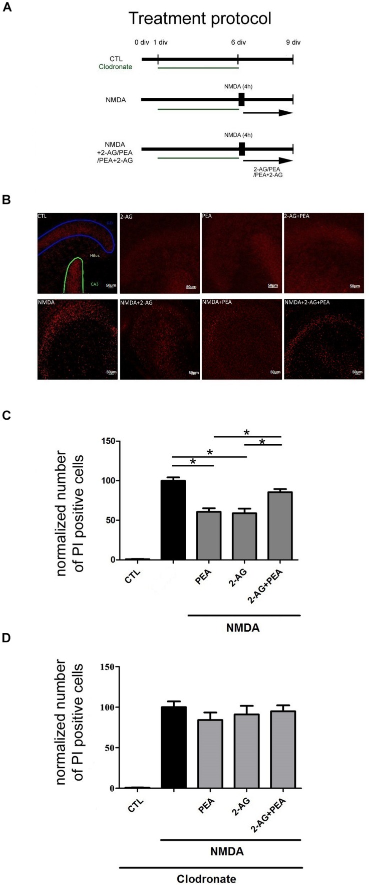 Effects of 2-AG and PEA in excitotoxically damaged OHSC. 2-AG and PEA did not further decrease the number of PI positive degenerated neurons in comparison to OHSC treated with 2-AG or PEA alone. (A) Treatment protocol. Control OHSC (CTL), were kept in culture medium and served as negative controls. The NMDA treated group function as positive control (NMDA). For microglial cells depleted groups clodronate (green) was applied from 1 div until 6 div. Cannabinoids were added alone on day 6 in vitro (div) to OHSC or following 4 h incubation with NMDA (NMDA+2-AG/PEA/PEA+2-AG). The fixation was performed on 9 div. (B) Representative images of the dentate gyrus in OHSC stained with PI (in red). After NMDA damage a massive increase in the number of damaged neurons occurred in comparison to control group (CTL), PEA, and 2-AG significantly reduced the neurodegeneration, but combination of both did not significantly reduce the number of PI positive nuclei. Dentate gyrus (GD) is highlighted in blue, Cornu ammonis (CA) 3 in green. Scale bar = 50 μm. (C) Quantitative analysis of PI positive nuclei in treated groups. The number of PI positive neurons increased significantly after treatment with NMDA (nNMDA = 42) in comparison to control group (nCTL = 42). 2-AG, PEA alone or combination of both had no effect on viability of OHSC (nPEA = 12, n2–AG = 12, n2–AG+PEA = 10). Treatment with PEA (nNMDA+PEA = 23) or 2-AG (nNMDA+2–AG = 20) of excitotoxically damaged OHSC reduced significantly the number of PI positive cells. The combination of 2-AG and PEA after NMDA damage induced no significant protective effect (nNMDA+2–AG+PEA = 34). (D) Treatment of microglia depleted OHSC with NMDA induced a massive neuronal damage (nCTL = 15, nNMDA = 18). The application of PEA, 2-AG or combination of both to clodronate treated NMDA damaged OHSC had no significant effect on the number of PI positive cells (nCLO+NMDA+2–AG = 12, nCLO+NMDA+PEA = 12, nCLO+NMDA+2–AG+PEA = 14). Statistics was performed using a One-Way ANOVA with Bonferroni post hoc analysis and significance was chosen for p < 0.05. The asterisk denotes significant results regarding the respective measurement indicated with the bar. The values are served as a mean with standard error of the mean.)