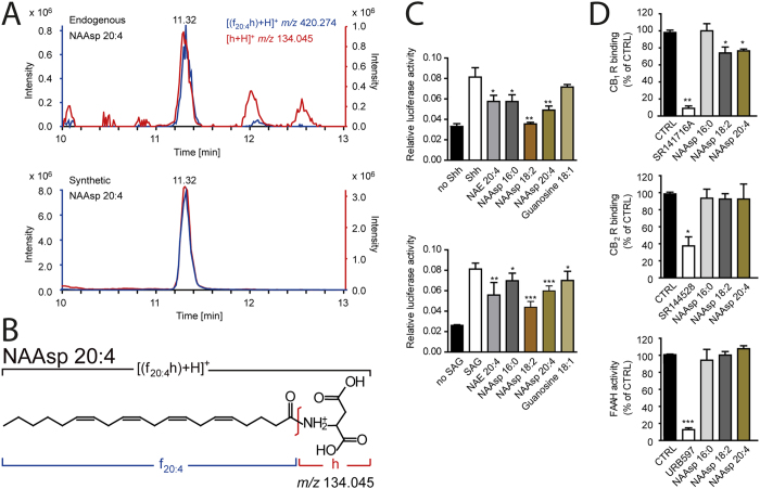 Identification and biological activity of N-acylaspartates.(A) Alignment of XIC peaks of the [M+H]+ precursor and head group fragment (upper panel) identified NAAsp 20:4, consistently with the structure of its molecular ion (B) and independent analysis of the synthesised molecule (lower panel). (C) Shh-LIGHT2 cell reporter assay showing that NAAsp inhibit Hedgehog (Hh) signalling. Hh activation after stimulation with Smoothened agonist (SAG) or non-sterol-modified Shh was reduced by 15 μM of NAAsp 16:0; NAAsp 18:2; NAAsp 20:4; NAE 20:4 (positive control) and O-acylguanosine 18:1 (negative control) (n = 3). (D) NAAsp (10 μM) did not interact with CB2 and very weakly with CB1 receptors; they also did not inhibit FAAH. Ctrl stands for negative control; SR141716A (1 μM); SR144528 (1 μM) and URB597 (0.1 μM) are synthetic blockers serving as positive controls. (n = 4; *p < 0.05; **p < 0.001 and ***p < 0.0005 vs control).