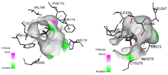 Predicted binding mode from the docking simulation of zerumbone with the active residues of PPARα (left) and PPARγ (right) receptors.