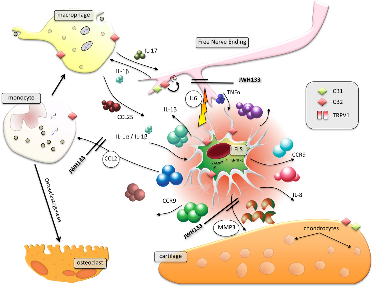 Cannabinoids have multiple actions in the synovium. The synovium is a richly vascularised and innervated tissue that becomes inflamed in both RA[12] and OA[13]. Fibroblast-like synovial cells (FLS) lie at the heart of synovial tissue; producing synovial fluid and mediating both pro- and anti-inflammatory properties of the synovium. A number of cytokines act on the FLS and induce release of further cytokines. The CB2 receptor is expressed more in the RA synovium than that of the OA joint. Production of CCL2, MMP-3 and IL-6 were all suppressed by the selective CB2 agonist JWH133 applied to in TNF-α stimulated FLS. Monocyte osteoclastogenesis was also suppressed. These factors are all important in arthritis. IL-6 mediates pain, MMP-3 mediates cartilage destruction and CCL-2 is a monocyte chemoattractant protein. Monocytes giving rise to osteoclasts (which re-absorb bone) and infiltrating macrophages that perpetuate inflammation. Action of cannabinoids will prove more complex however in complete joints, since CB2 receptors interact with TRPV1 and have been reported to increase afferent nerve firing[14], and chondrocytes express both CB1 and CB2 under some conditions[15].