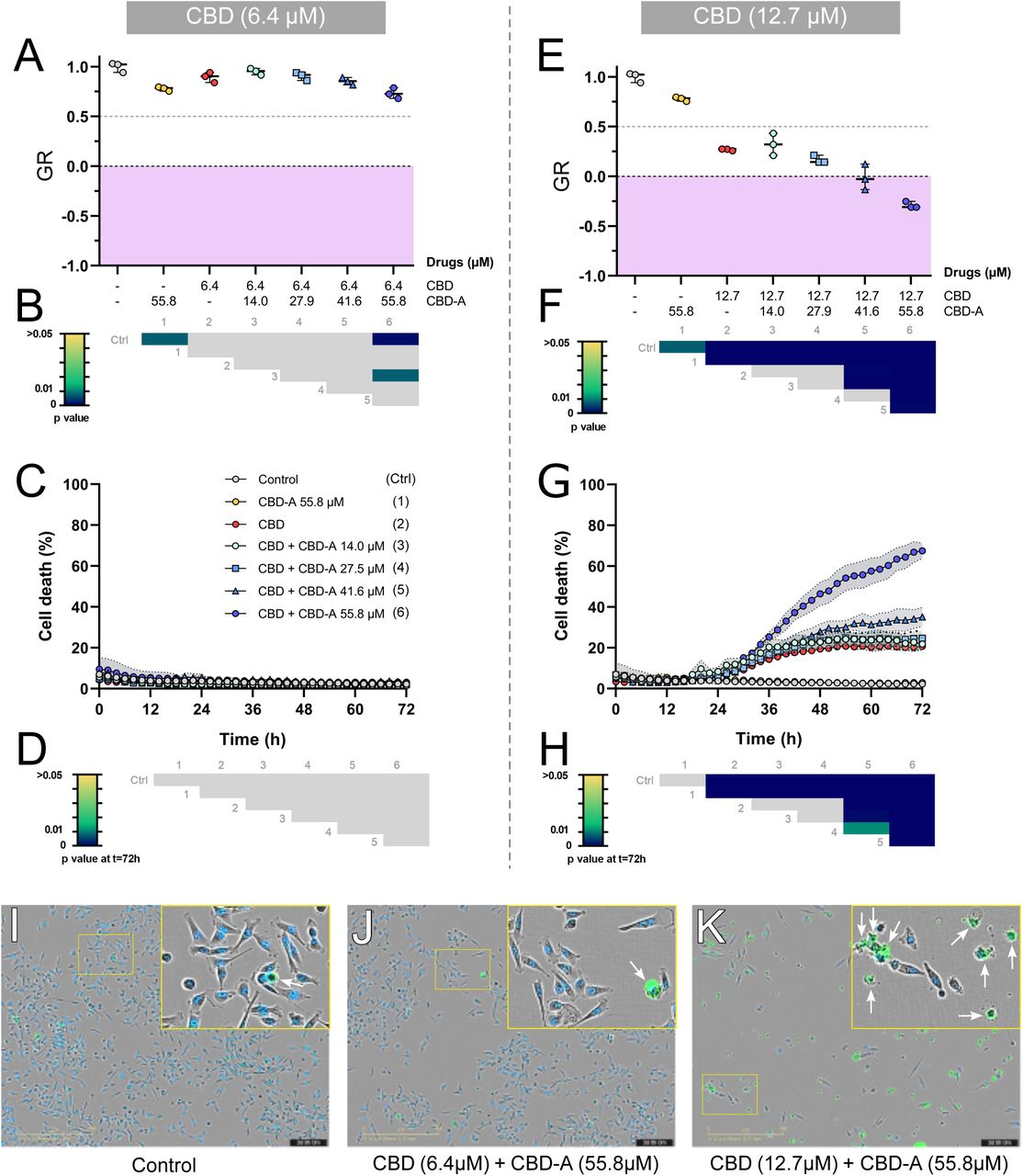 Validation of potential antagonism between CBD and CBD-A.Growth rate (GR) values for controls (DMSO 0.5%) and CBD + CBD-A combinations: CBD at 6.4 µM combined with four doses of CBD-A (A-B), and CBD at 12.7 µM combined with four doses of CBD-A (E-F). The regions delineated in pink in panels A and E correspond to the cytotoxic GR values. Cell death (%) for controls (DMSO 0.5%) and CBD + CBD-A combinations: CBD at 6.4 µM combined with four doses of CBD-A (C-D), and CBD at 12.7 µM combined with four doses of CBD-A (G-H). Data are presented as means ± SD from three independent experiments, and statistical analysis was performed using one-way ANOVA followed by Tukey’s post hoc test for multiple comparisons. A heatmap summarising the multiple comparisons is provided below each graph (B, D, F, H). Ctrl: control; 1 to 6 correspond to the experimental conditions in the same order as listed in the figure. Statistical significance was set at p < 0.05. Grey colour corresponds to non-significant p-values. (I-K) Representative composite images combining the phase contrast, green (SYTOX Green, dead cells), and NiR (SPY650-DNA, nuclei) fluorescence channels of MDA-MB-231 cells after 72h of treatment. (I) Control, (J) CBD 6.4 µM + CBD-A 55.8 µM, (K) CBD 12.7 µM + CBD-A 55.8 µM. Scale bars correspond to 400 µm. Insets represent zoomed images of the boxed regions. Dead cells (SPY+/SYTOX Green+ nuclei) are indicated by white arrows.