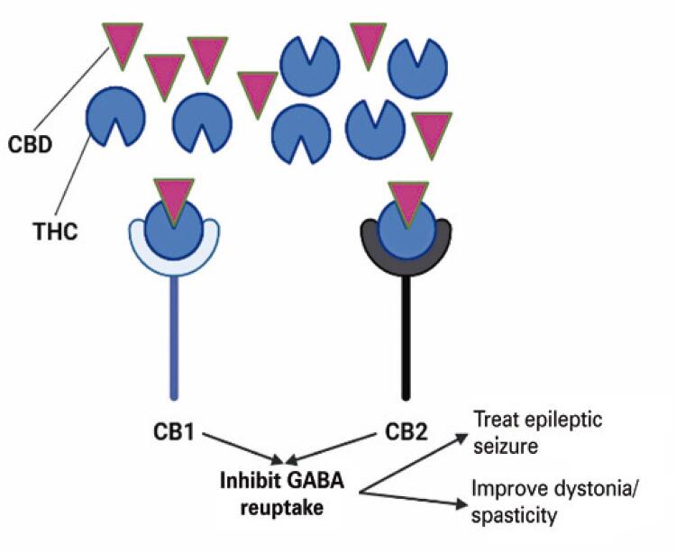 Mechanism of cannabidiol and tetrahydrocannabinol in Improving cerebral palsy-symptoms