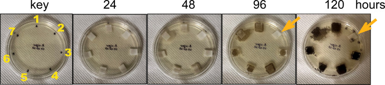 Antifungal activity assay of purified recombinant native and mutant chitinases towards Aspergillus niger. Starting as spores (~5/filter), Aspergillus niger was incubated with 50 ug (0.5 mg/mL) of enzyme at room temperature (23-24 °C) over a period of 5 days. 1) SUMO, 2) SUMO-ZmChi19A, 3) SUMO-ZmChi19A(E147A,E169A), 4) SUMO-ZmChi19A(A328*), 5) ZmChi19AΔCBD, 6) CspChi18A, and 7) CspChi18A(D161A,E163A). This data is representative of the results obtained in six independently performed experiments.