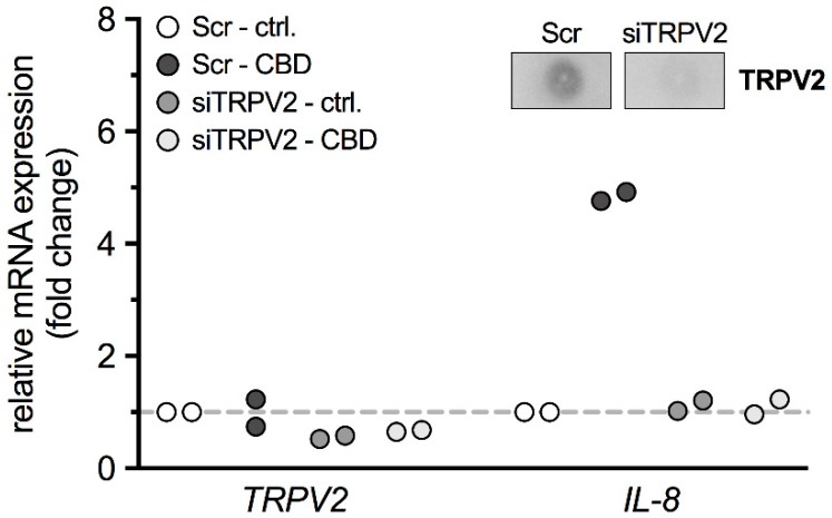 Transfection of HTPCs with a TRPV2 siRNA abolished the observed effects upon IL-8. Quantitative PCR data from HTPCs transfected with scrambled (Scr) non-targeting control siRNA or TRPV2 siRNA (siTRPV2) and treated with CBD (10 µM; Scr-CBD and siTRPV2-CBD) or equal volume of EtOH (Scr-ctrl. and siTRPV2-ctrl.) for 24 h. Upper panel shows a representative TRPV2 dot blot from HTPCs transfected with scrambled (Scr) non-targeting control siRNA and TRPV2 siRNA (siTRPV2), emphasizing the efficiency of the transfection.