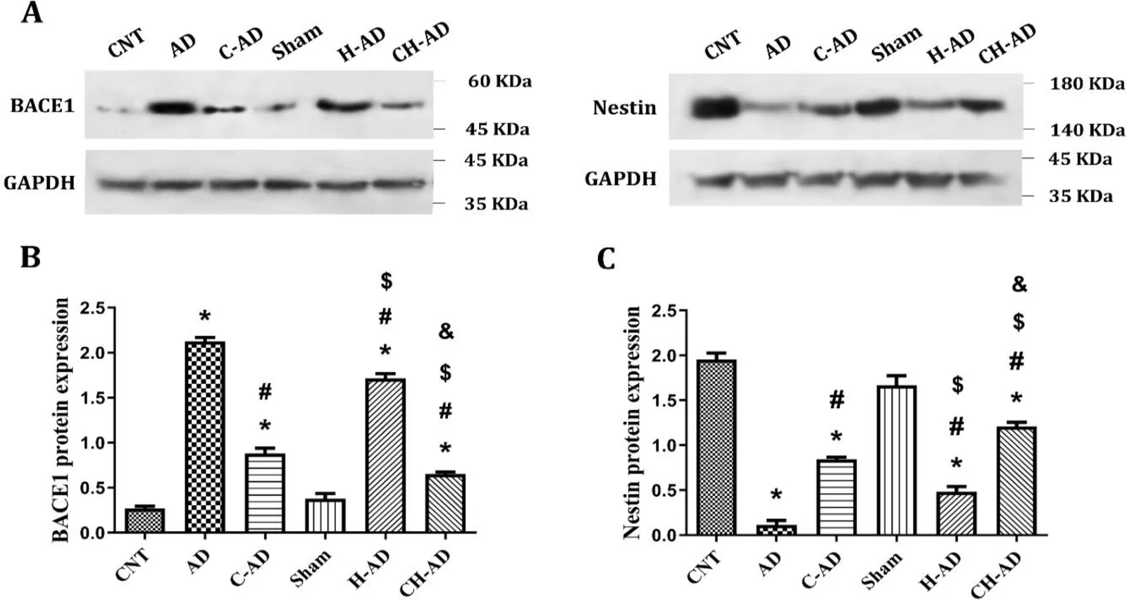 The results of western blot analysis (n = 3/group): A) Representative western blot; B) Beta-site amyloid precursor protein cleaving enzyme 1 (BACE1)/glyceraldehyde-3-phosphate dehydrogenase (GAPDH); C) Nestin/GAPDH