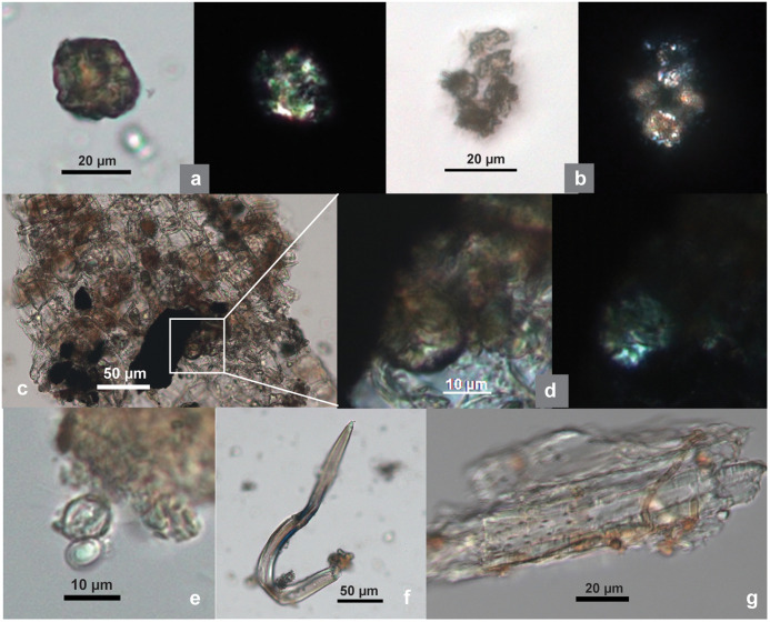 Bast fiber associated elements from SZT lithic tools.(a) A large clustered crystal, resembling velvetleaf (14-GS3); (b) a group of small clustered crystals, resembling hemp (29-SF4); (c) small clustered crystals attached to epidermis; (d) enlarged image of a crystal from (c); (e) yeast cells in budding process; (f) curved hair cell, resembling hemp; (g) pitted vessel cells. (Crystals, hair cell, and pitted vessel cells are comparable with corresponding elements from modern examples in Fig 2e–2g; all images from 14-GS3 except b).