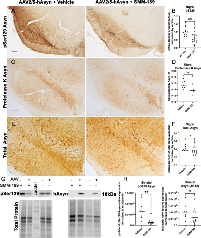 Modulation of CB2 with SMM-189 decreases accumulation of pSer129 alpha-synuclein in the lesioned nigra. A) Representative nigral images of pSer129 Asyn (scale bar = 250 μm) and B) quantification in nigra of AAV injected rats treated with SMM-189 normalized to vehicle showed reduced pSer129 Asyn compared to vehicle. C) Representative nigral images of proteinase K-resistant Asyn and D) optical density quantification showed reduced intensity of proteinase K-insoluble Asyn. E) Representative nigral images of total human Asyn. F) Total human Asyn did not differ between groups when evaluating the optical density of Asyn-ir within the lesioned nigra normalized by vehicle. G) Representative western immunoblots of pSer129 and total human Asyn from striatal lysates and their corresponding total protein used for normalization. H) Quantification of western bands of hemispheres ipsilateral to the AAV2/5-hAsyn injections demonstrate that pSer129 was significantly reduced following SMM-189 treatment, but human Asyn was not different between treatments. *p < 0.05, **p < 0.01