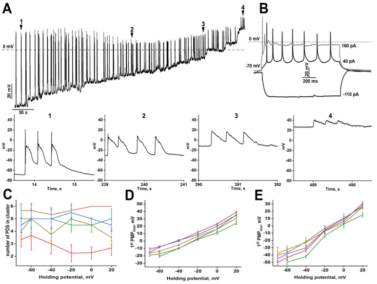 (A) The effect of membrane potential depolarization on PDS structure. Enlarged individual PDSs are shown below panels (A) and (B). The numbers in panels with enlarged PDSs correspond to the numbers in panel (A); (A) The response of the neuron from panel (A) to gradual hyperpolarizing and depolarizing stimuli; (C) The dependence of the number of PDSs in the cluster on the holding membrane potential. Each curve corresponds to the number of PDSs in a cluster averaged by one representative neuron; (D,E) The dependence of PMPmax (D) and PMPmin (E) on the holding membrane potential. n = 5; n = 5 for panels (D,E). Each trace in panels (C–E) corresponds to one representative neuron. Different colors of the curves in figures (D,E) demonstrate different representative neurons analyzed in the experiments.