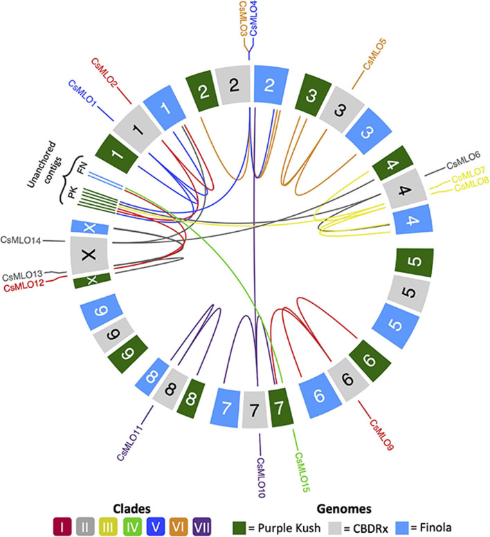 Circular map of CsMLO genes identified in the chromosome-level assemblies of CBDRx, Finola, and Purple Kush. All 10 haploid chromosomes (9 autosomes + X chromosome) from each genome are displayed as colored boxes labeled with their respective chromosome number. Homologous chromosomes are grouped together, while unanchored contigs are located between chromosome 1 and chromosome X, grouped per genome. Chromosome numbers represent the “standardized” chromosome numbers, according to whole genome alignments with the CBDRx reference. Color indicate MLO clades, from I to VII. Homology relationships between the three genomes are displayed with solid lines of colors corresponding to each MLO clade. Clade IV CsMLO (herein named CsMLO15) is absent from the CBDRx assembly.