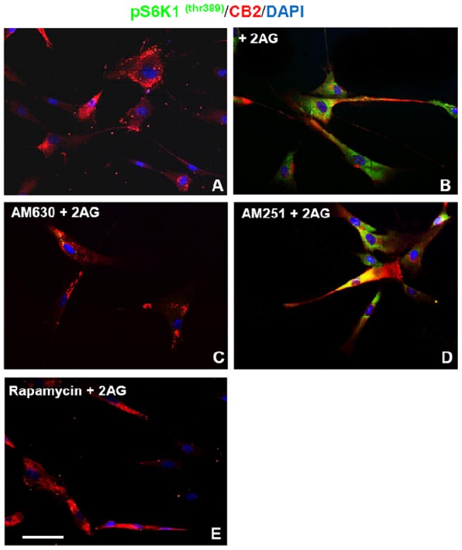 mTOR/S6K pathway is involved in the hMSCs migration 2AG-mediated.Immunocytochemical expression of the phosphorylated S6K1thr389 in the cytoplasm of hMSCs after 1h of exposure in absence (A) or presence (B) of 2-AG [10 µM] in the medium. The pS6K1 thr389 expression is strongly reduced by pretreatment of hMSCs with CB2 antagonist AM630 [2 µM] 15 min before the 2AG addition (C) whereas is unaffected by similar pretreatment with CB1 antagonist AM251(D). The Mammalian Target of Rapamycin (mTOR)-dependent action on 2-AG-induced phosporylation of pS6K1 thr389 in hMSCs is prevented by addition of rapamycin in medium 15 min before the 2AG addition (E). Scale bar = 10 microns.
