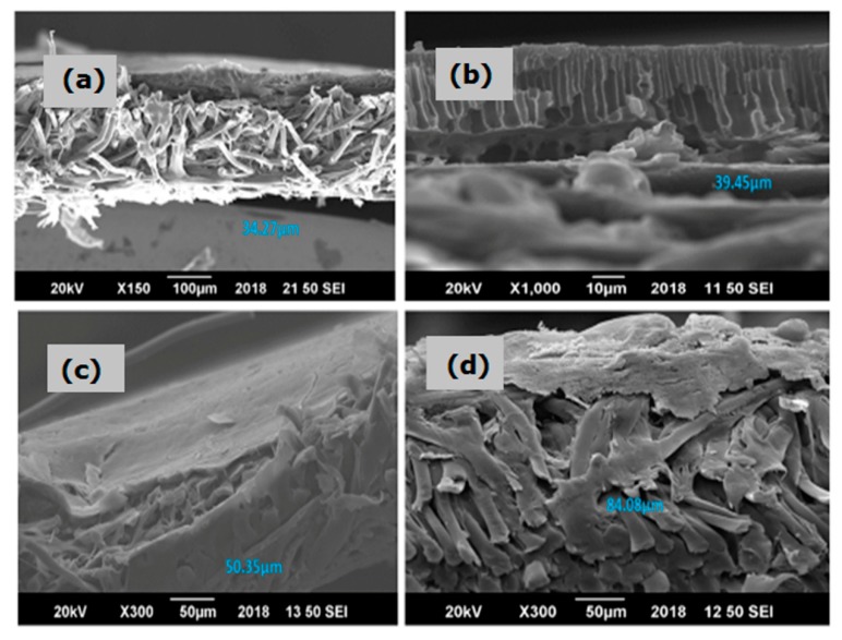 SEM image showing the morphology and width of the (a) pure polyethersulfone (PES) membrane, (b) cannabinoid embedded polyethersulfone (C-PES) membrane, (c) terpene embedded polyethersulfone (T-PES) membrane, and (d) cannabinoid and terpene embedded polyethersulfone (CT-PES) membrane.