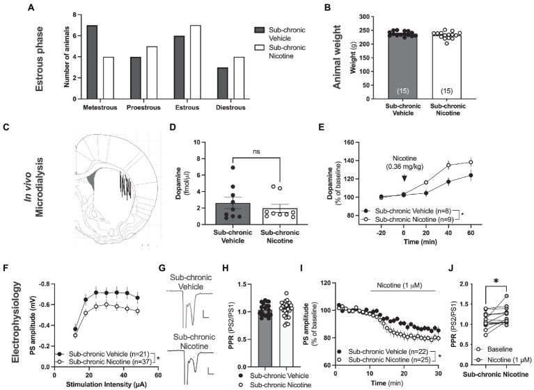 Neurophysiological transformations following sub-chronic nicotine exposure. (A) Estimated estrus phase based on vaginal smears for animals used during neurophysiological assessments. (B) Animal weight did not differ between treatment groups at the time point for neurophysiological assessments. (C) Schematic drawing showing the position of the active space of the microdialysis probe. (D) The microdialysate level of dopamine was not significantly altered by sub-chronic nicotine exposure. (E) Acute administration of nicotine, as indicated by the arrow, increased striatal dopamine to a significantly greater extent in animals receiving sub-chronic nicotine exposure. (F) Ex vivo electrophysiological recordings demonstrated that the amplitude of evoked potentials was significantly depressed in the DLS of animals previously receiving nicotine. (G) Example traces showing evoked PSs in a brain slice from a vehicle-treated rat (upper trace) and a rat receiving sub-chronic nicotine exposure (lower trace). (H) PPR was not significantly modulated by sub-chronic nicotine exposure. (I) Bath perfused nicotine depressed evoked potentials to a significantly greater extent in brain slices from rats receiving sub-chronic nicotine exposure. (J) Synaptic depression induced by acute nicotine exposure was accompanied by an increase in PPR, indicating that nicotine reduces the probability of transmitter release. Data are mean values ± SEM. n = number of animals in (B,E), and number of slices in (F,I). Slices were taken from at least five animals/treatment. *p < 0.05, **p < 0.01.