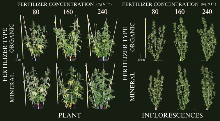 Cannabis plants at the final harvest date (99 days after planting) for the three organic and mineral fertilizer concentrations. Left: entire plants, Right: defoliated plants.