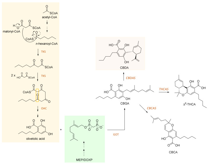 Schematic pathway for CBDA, THCA, and CBCA biosynthesis. Tetraketide synthase (TKS) catalyzes Claisen-like condensation between n-hexanoyl-CoA and three nucleophilic malonyl-CoA. The tetraketide obtained undergoes, through olivetolic acid cyclase (OAC), a polyketide cyclase enzyme, aldol-like condensation to achieve, following hydrolysis, olivetolic acid. The C-geranylation of the alkylresorcinolic acid by prenylase geranyl-diphosphate/olivetolate geranyl transferase (GOT) provides cannabigerolic acid (CBGA), which is converted by specific oxidocyclases into CBDA, THCA, and CBCA. These latter compounds undergo non-enzymatic conversion for achieving their relative neutral forms and/or other cannabinoid compounds.
