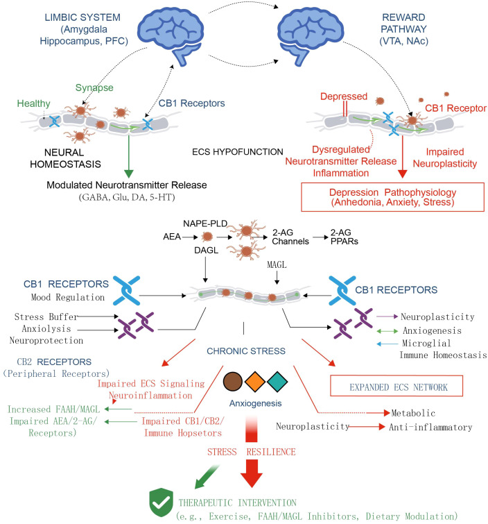 Infographic diagram depicting the endocannabinoid system's (ECS) role in neural homeostasis, mood regulation, and stress response, showing healthy versus depressed synaptic states, CB1 and CB2 receptor functions, effects of chronic stress, ECS network expansion, and pathways to therapeutic interventions such as exercise or enzyme inhibitors.