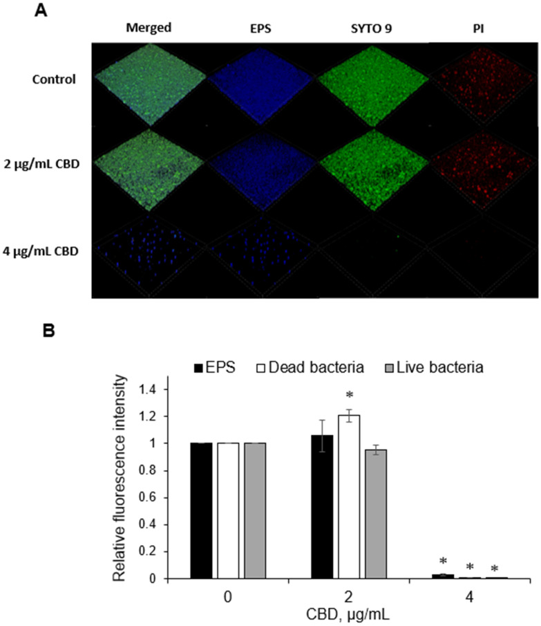SDCM of live/dead and EPS-stained biofilms. (A) SDCM 3D images of merged, live bacteria (green fluorescence), dead bacteria (red fluorescence) and EPS (presented as blue fluorescence). Magnification × 100. (B) Quantitative analysis. The amounts of total EPS production, live and dead cells in each sample were calculated according to the fluorescence intensity using the NIS element software. The data are calculated as EPS production/live cells/dead cells in each layer of biofilm (2.5 µm). The relative fluorescence intensity of total EPS production/live cells/dead cells in biofilms treated with CBD is presented as a sum of fluorescence intensity in all layers of the biofilm and compared to untreated control. The average ± SEM of a representative experiment performed in triplicates is presented. * p < 0.05 in comparison to the control.