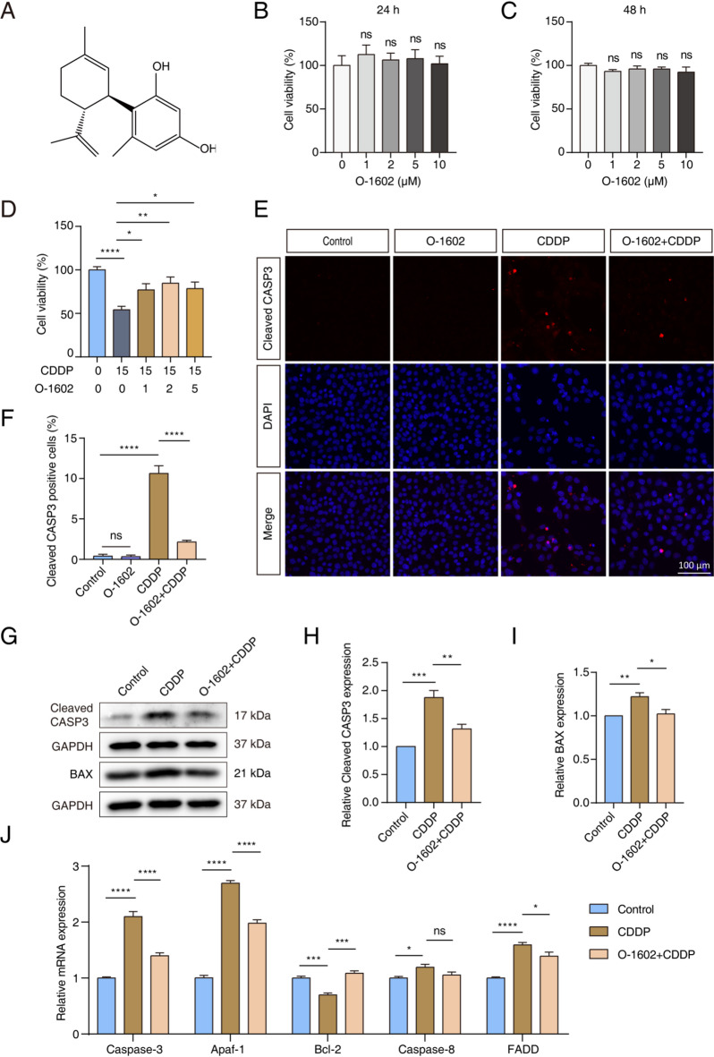 O-1602 reduced apoptosis induced by CDDP in HEI-OC1 cells. (A) Chemical structure of O-1602. (B, C) The CCK-8 assay indicated the cytotoxic effects of O-1602 at concentrations of 0, 1, 2, 5, or 10 µM on HEI-OC1 cells at 24 or 48 h. (D) The CCK-8 assay measured the viability of HEI-OC1 cells pretreated with O-1602 for 2 h, followed by exposure to 15 µM CDDP. (E, F) Representative images showed cleaved CASP3 staining in each group of HEI-OC1 cells. (G-H) Representative western blots illustrated the expression of cleaved CASP3 and BAX in HEI-OC1 cells among different groups. (J) qPCR results demonstrated the expression of genes associated with apoptosis. Cleaved CASP3: cleaved Caspase-3.